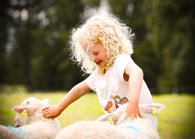 Young child petting two sheep in a green meadow.